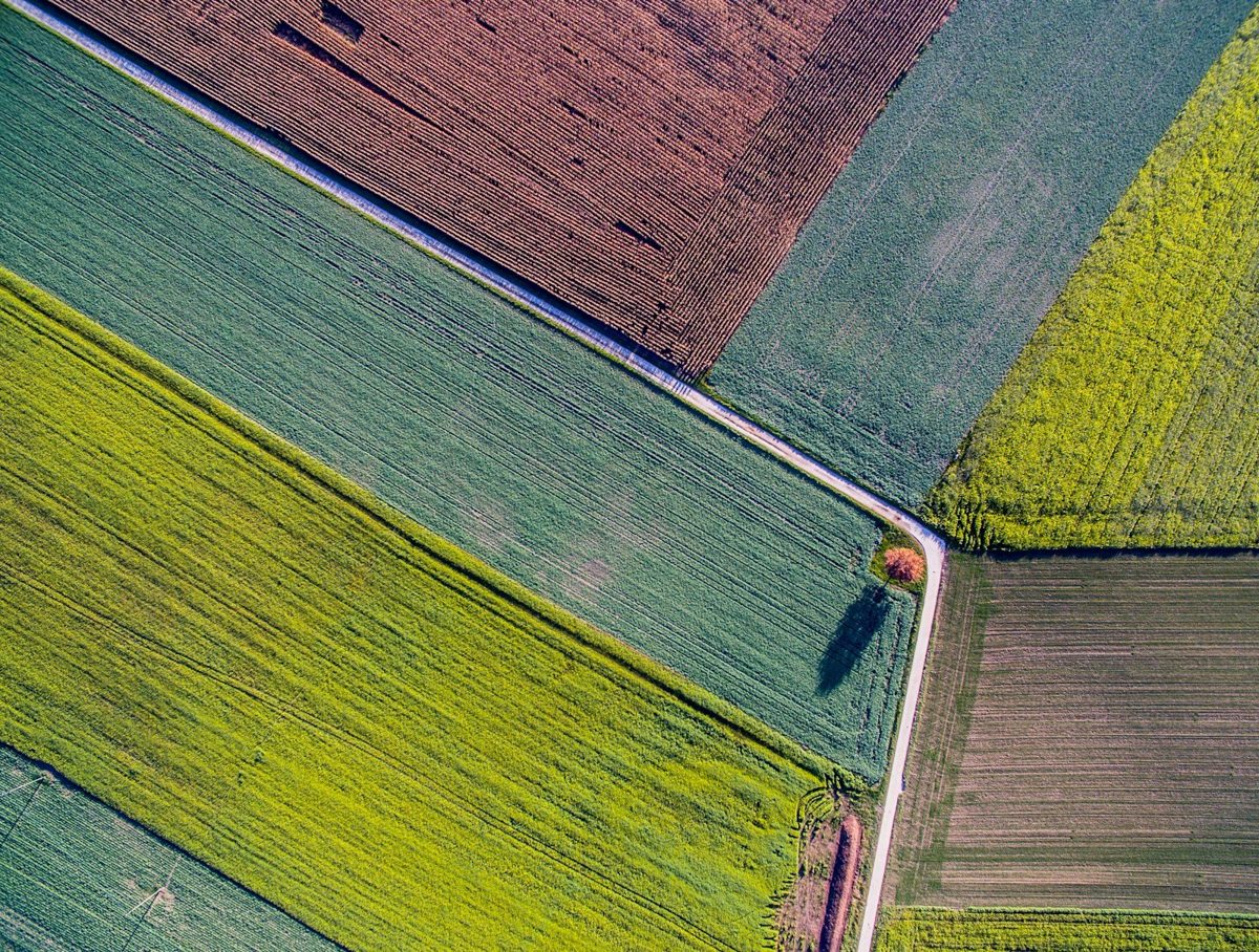 Vue aérienne de champs cultivés